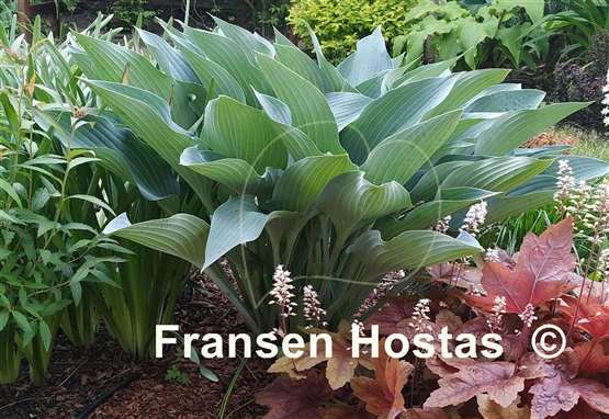 Hosta Smoke Signals